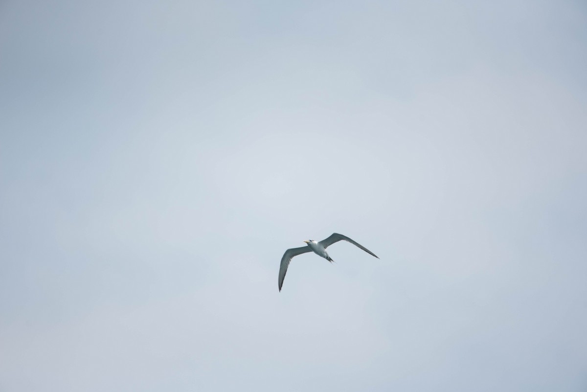 Great Crested Tern - ML253252571