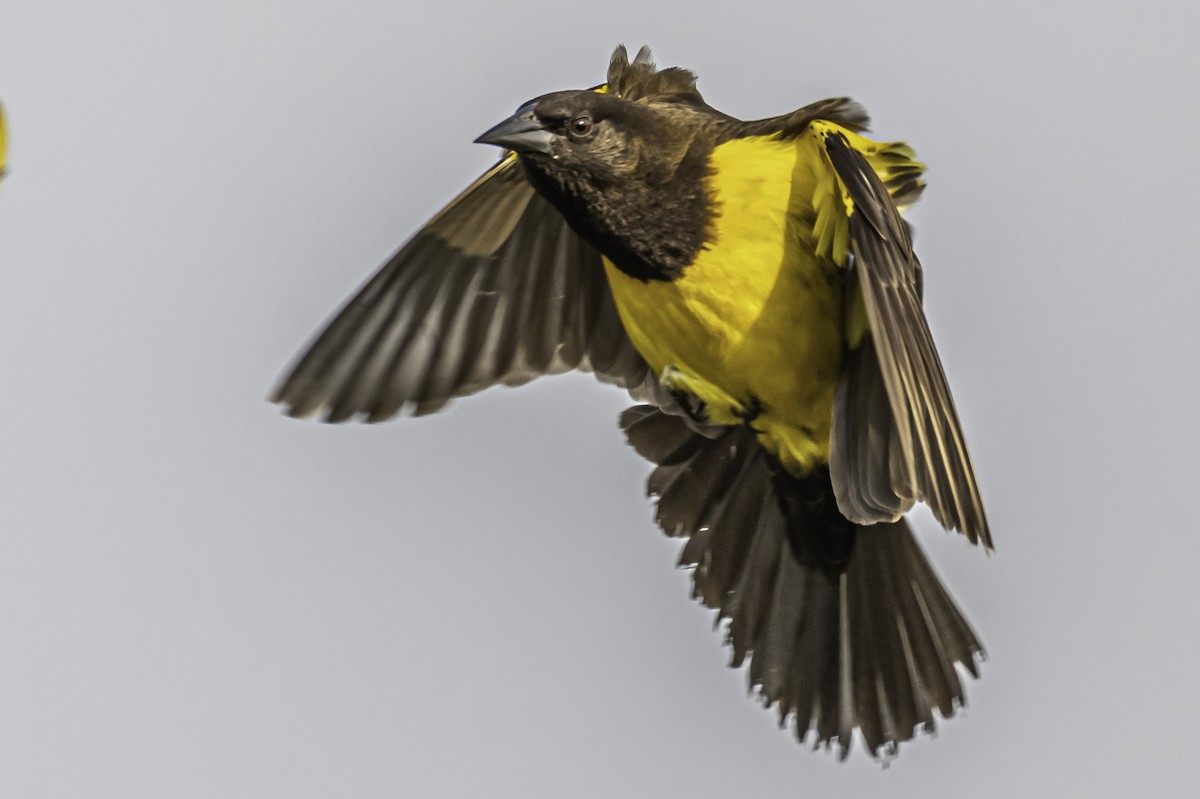 Yellow-rumped Marshbird - ML253253871