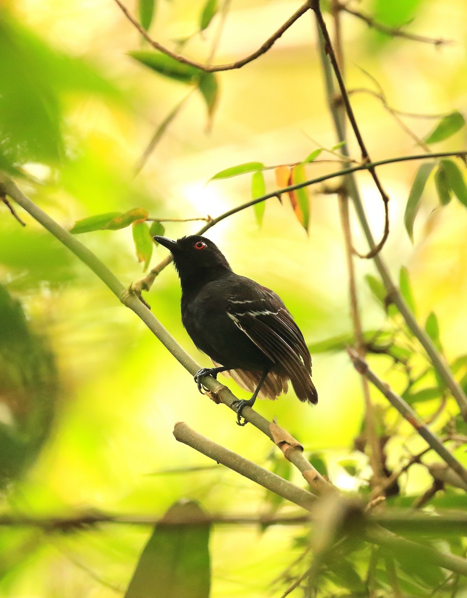 Black-tailed Antbird - ML25325631