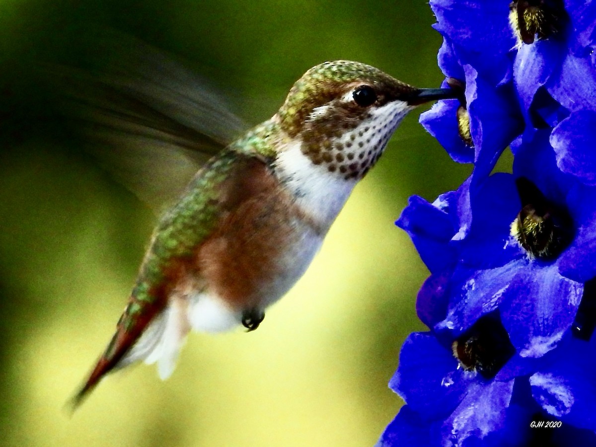 Rufous Hummingbird - ML253259521