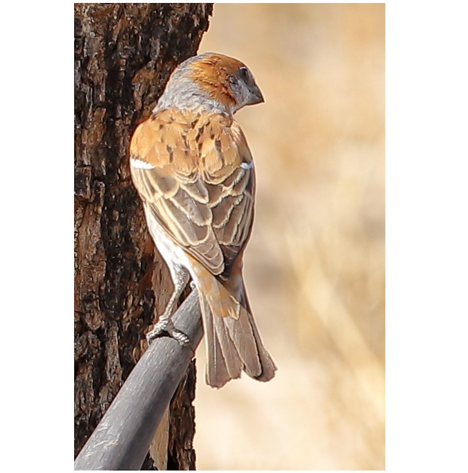 Great Rufous Sparrow - ML253261131