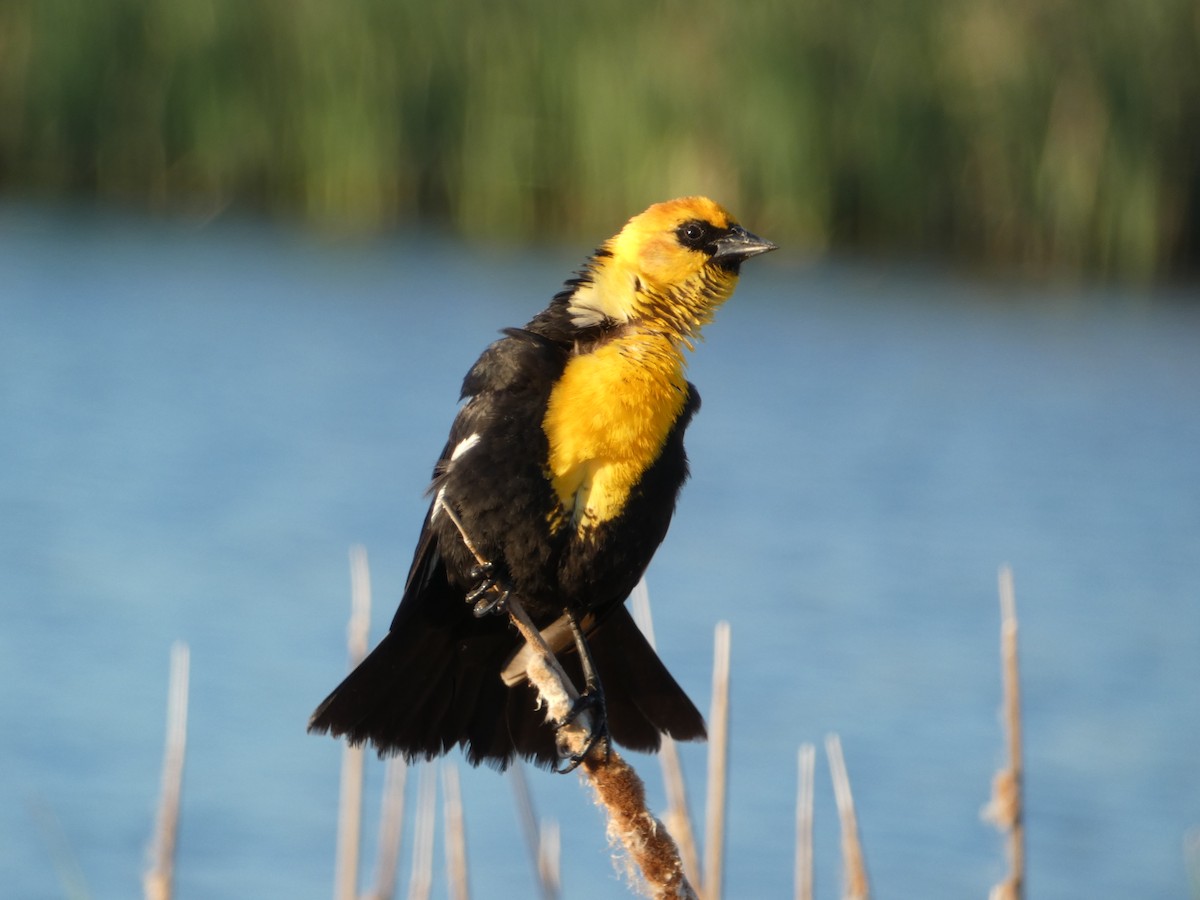 Yellow-headed Blackbird - Cole Wolf