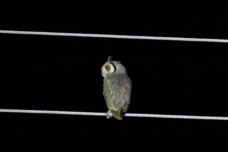 Northern White-faced Owl - Dermot Breen