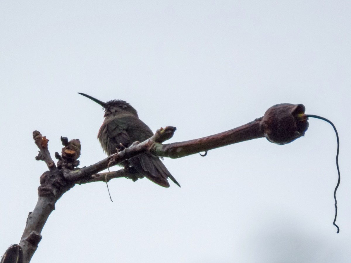 Sombre Hummingbird - Ines Vasconcelos