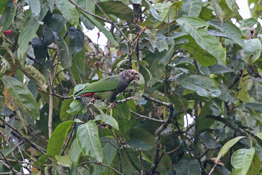 Speckle-faced Parrot - ML253264751