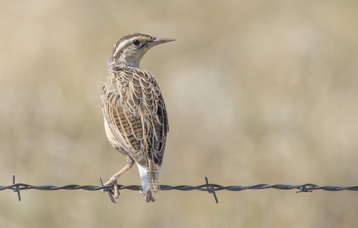 Chihuahuan Meadowlark - Marky Mutchler