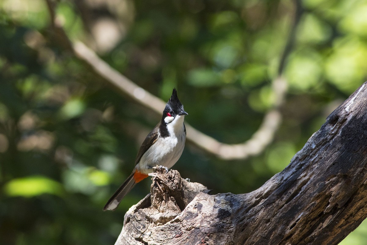 Red-whiskered Bulbul - Wenjia Chen