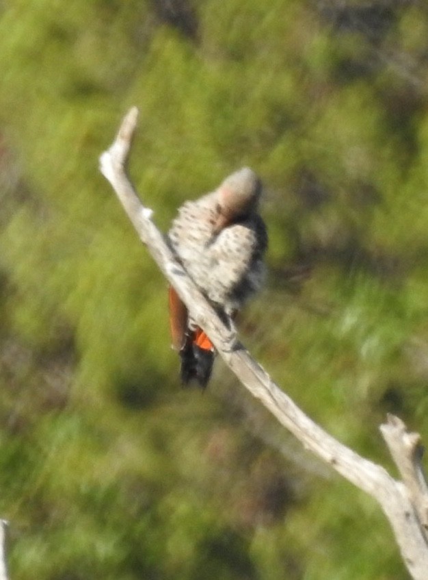 Northern Flicker (Red-shafted) - ML253276151