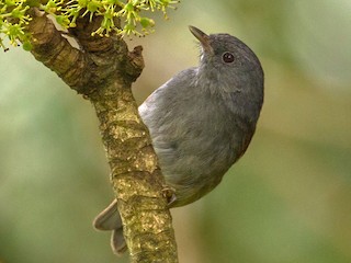  - African Hill Babbler (Mt. Cameroon)