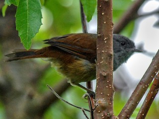  - African Hill Babbler (Mt. Cameroon)