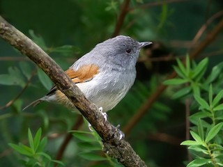  - African Hill Babbler (Claude's)