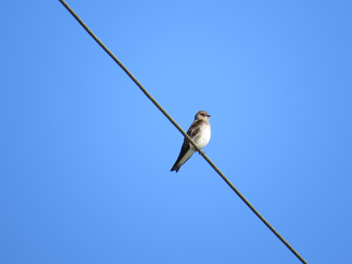 Northern Rough-winged Swallow - ML25327851