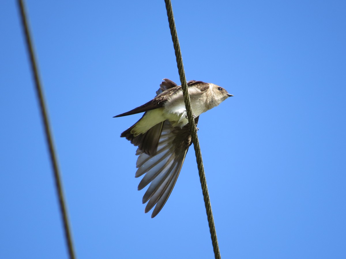 Northern Rough-winged Swallow - ML25327861
