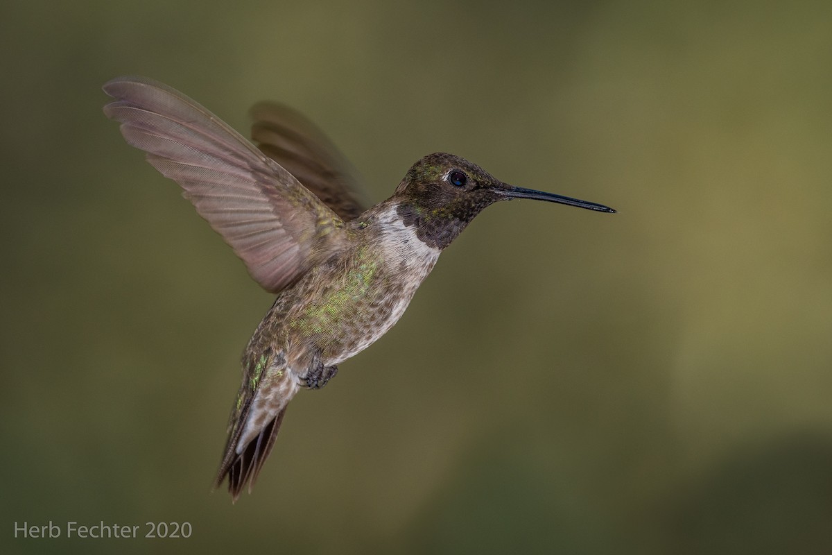 Black-chinned Hummingbird - Herbert Fechter