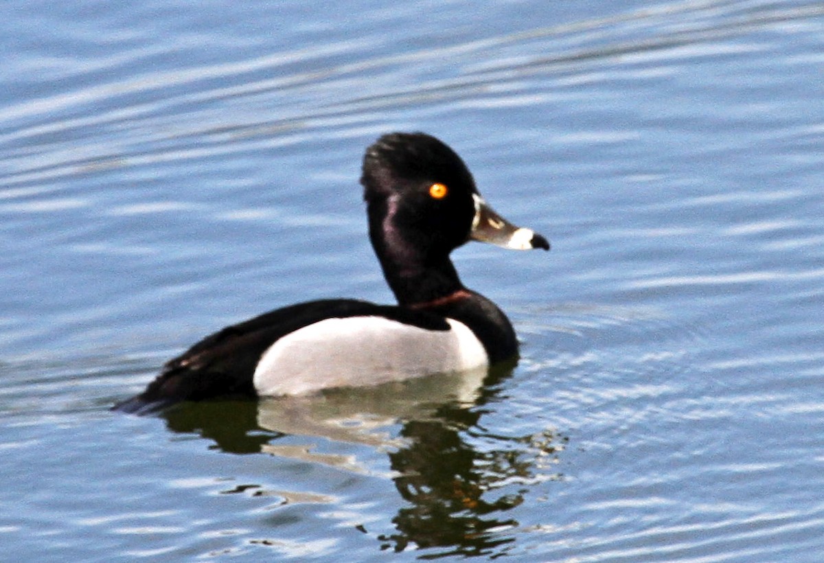 Ring-necked Duck - ML25328141