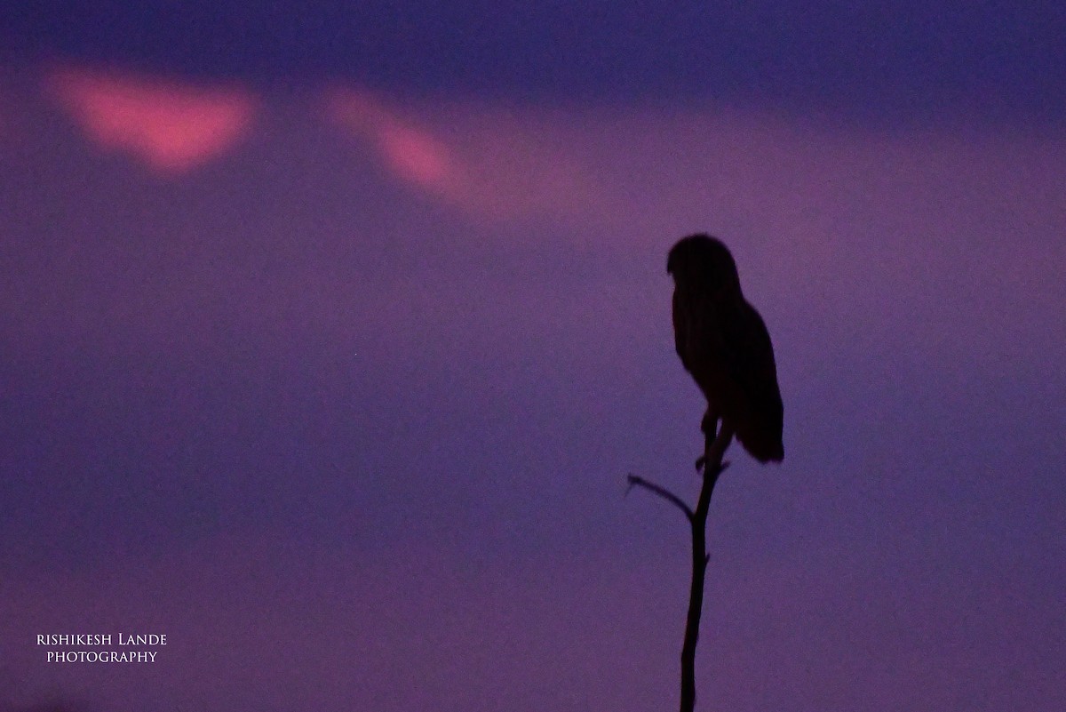 Rock Eagle-Owl - Rishikesh  Lande