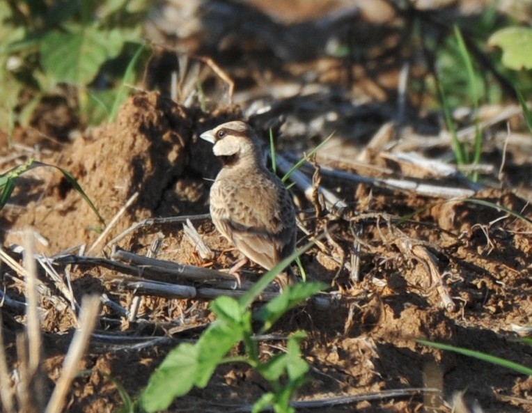 Ashy-crowned Sparrow-Lark - ML253282121