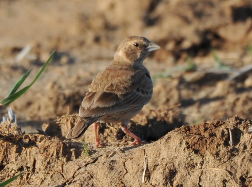 Ashy-crowned Sparrow-Lark - ML253282151