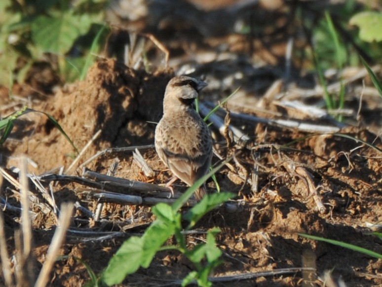 Ashy-crowned Sparrow-Lark - ML253282161