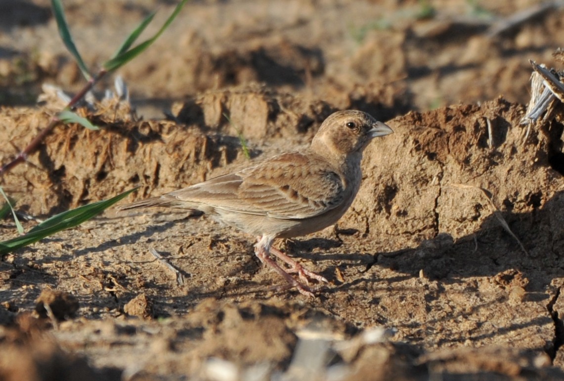 Ashy-crowned Sparrow-Lark - ML253282181