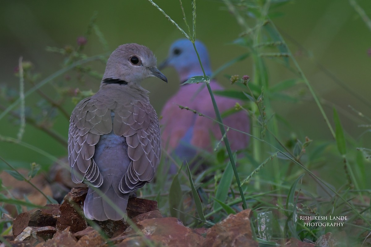 Red Collared-Dove - ML253282761