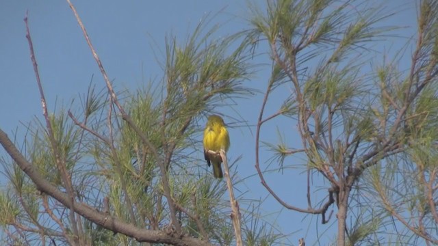 Yellow Warbler (Golden) - ML253284491