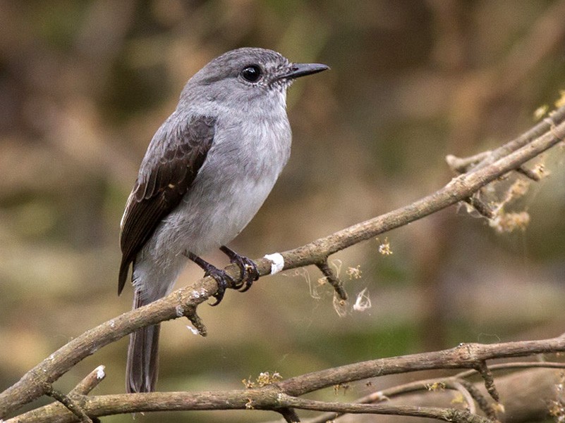 Cassin's Flycatcher - Lars Petersson | My World of Bird Photography