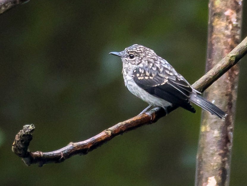 Cassin's Flycatcher - Eric Francois Roualet