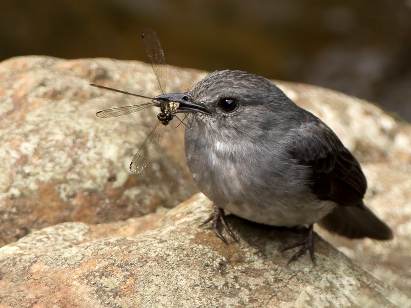 Cassin's Flycatcher - Frédéric PELSY