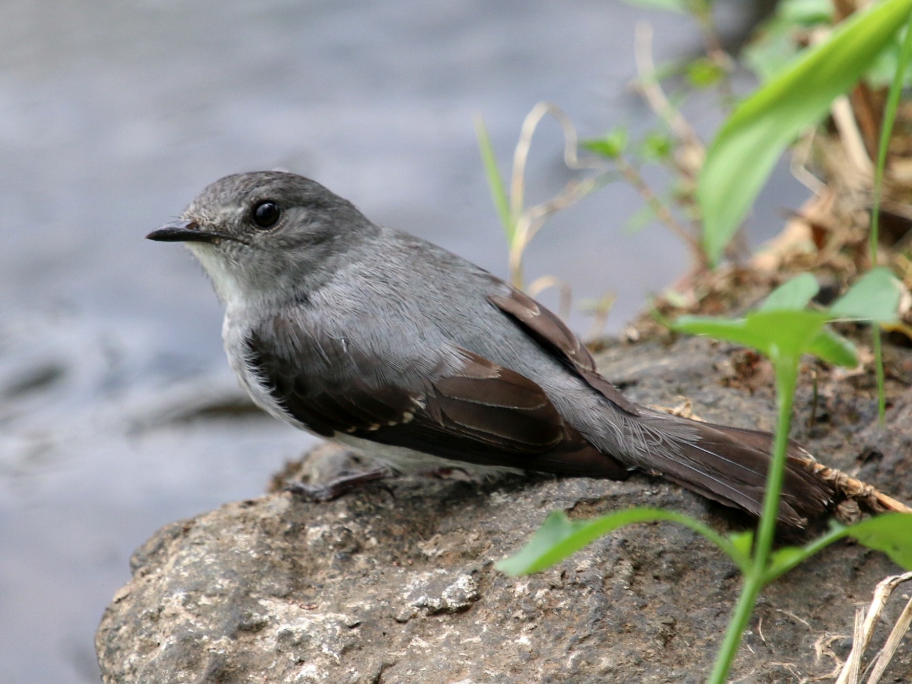 Cassin's Flycatcher - Jacob C. Cooper