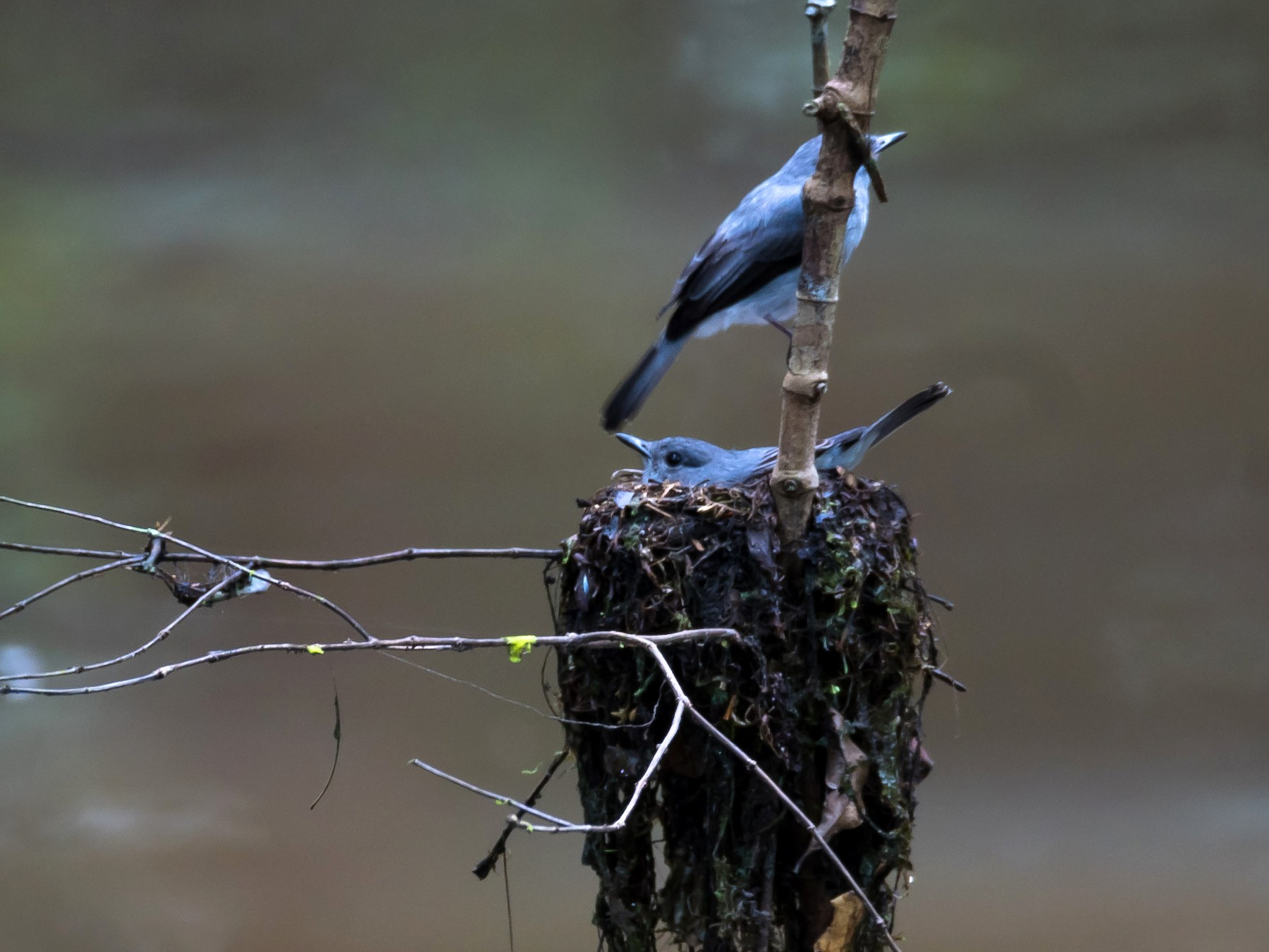 Cassin's Flycatcher - Eric Francois Roualet