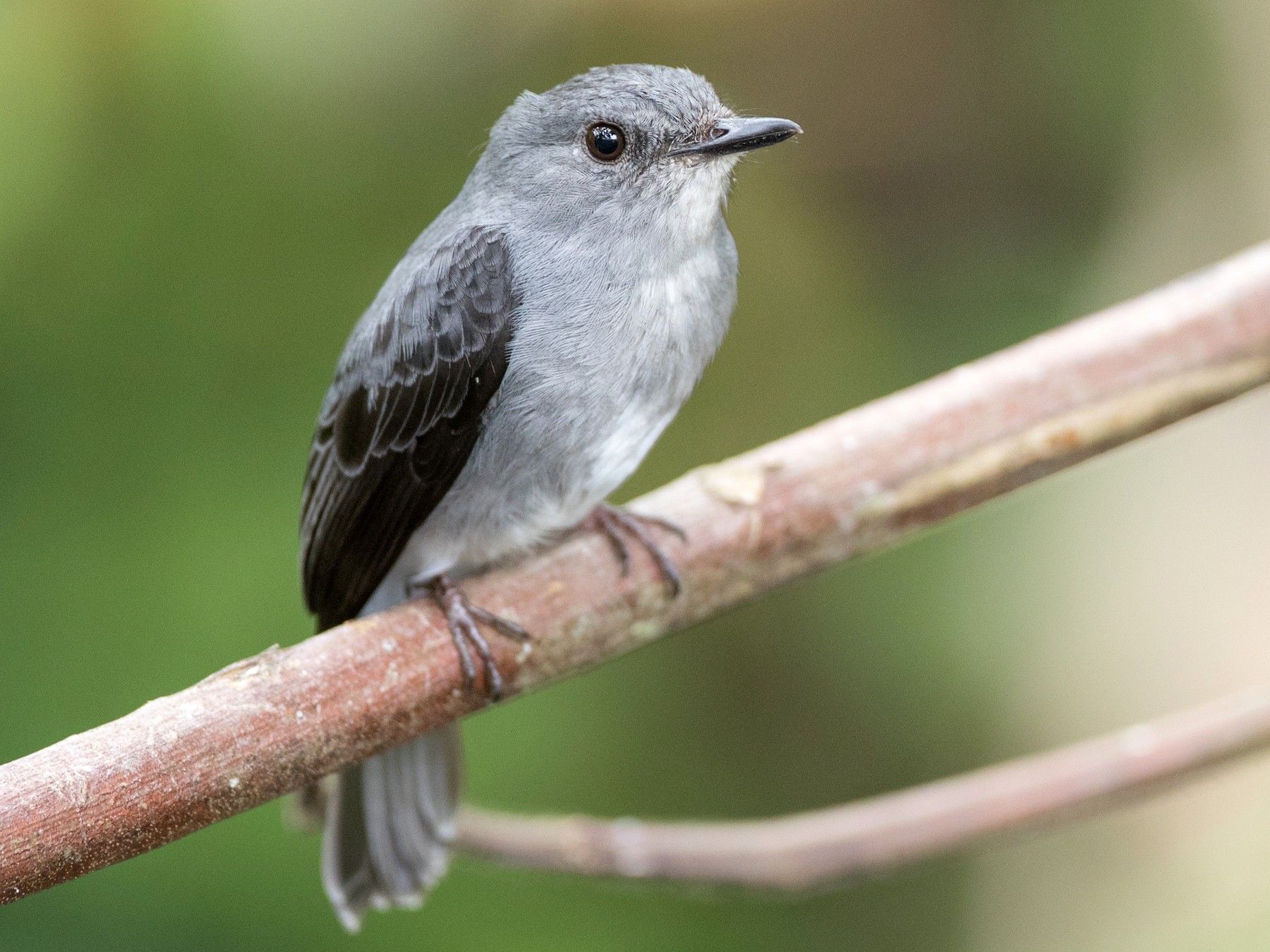 Cassin's Flycatcher - Ian Davies