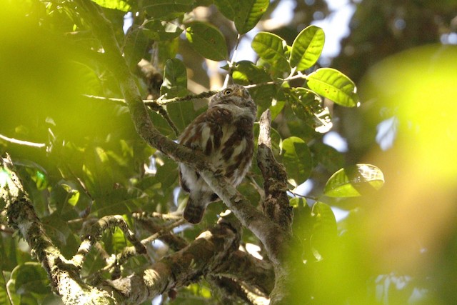 Sunda Owlet