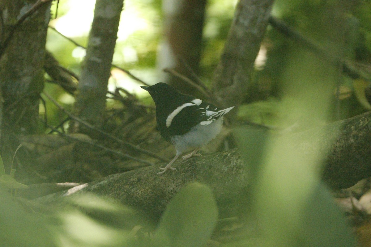 White-crowned Forktail (Bornean) - ML253290221