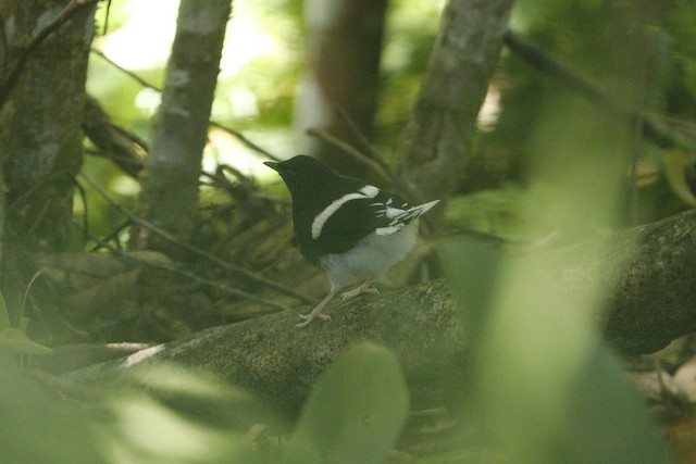 White-crowned Forktail (Bornean)