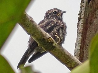  - Sooty Flycatcher