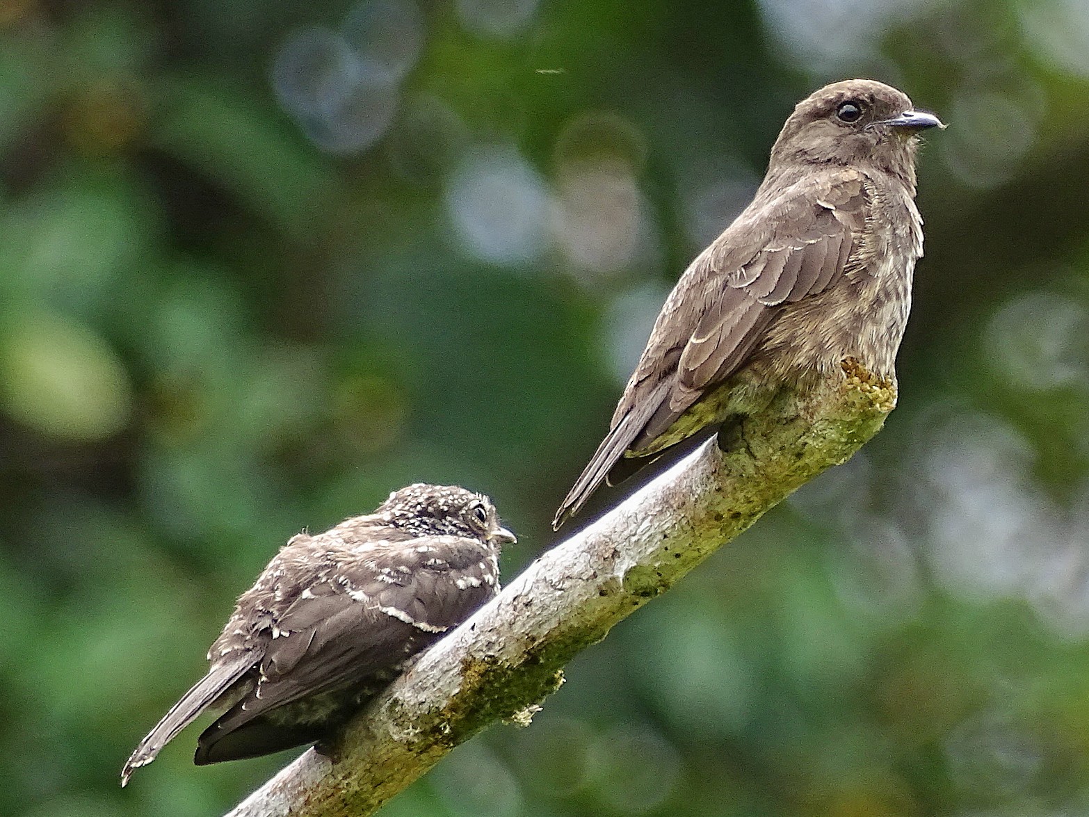 Sooty Flycatcher - eBird