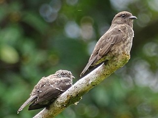 นกเต็มวัยและนกเด็ก - Jens Thalund - ML253290891