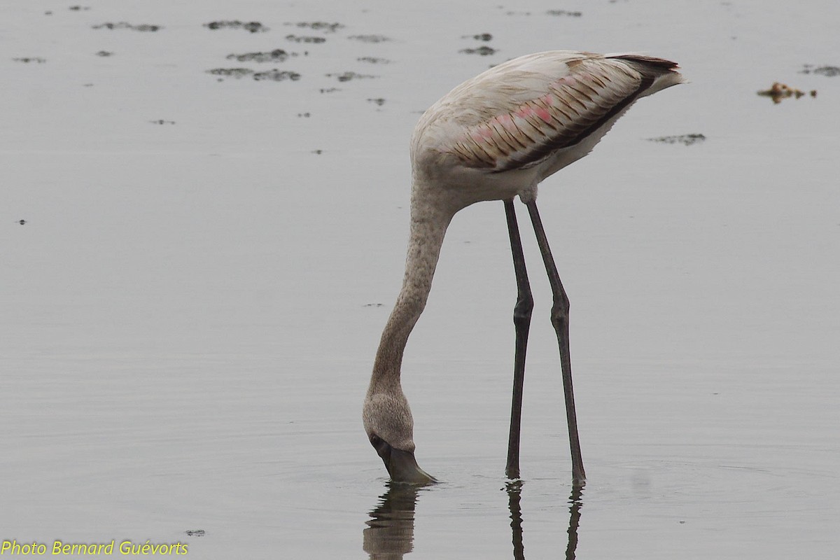Greater Flamingo - Bernard Guevorts