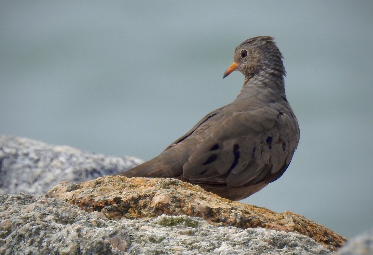 Common Ground Dove - Florida Birder