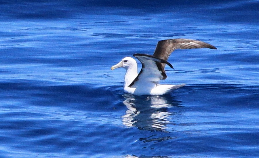 White-capped Albatross - ML25329741