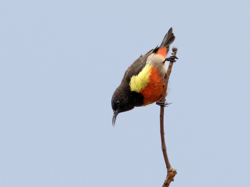 Anchieta's Sunbird - Lars Petersson | My World of Bird Photography
