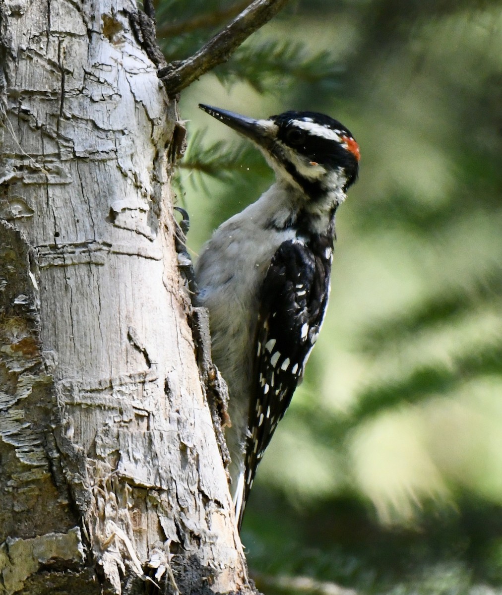 Hairy Woodpecker - David Campbell