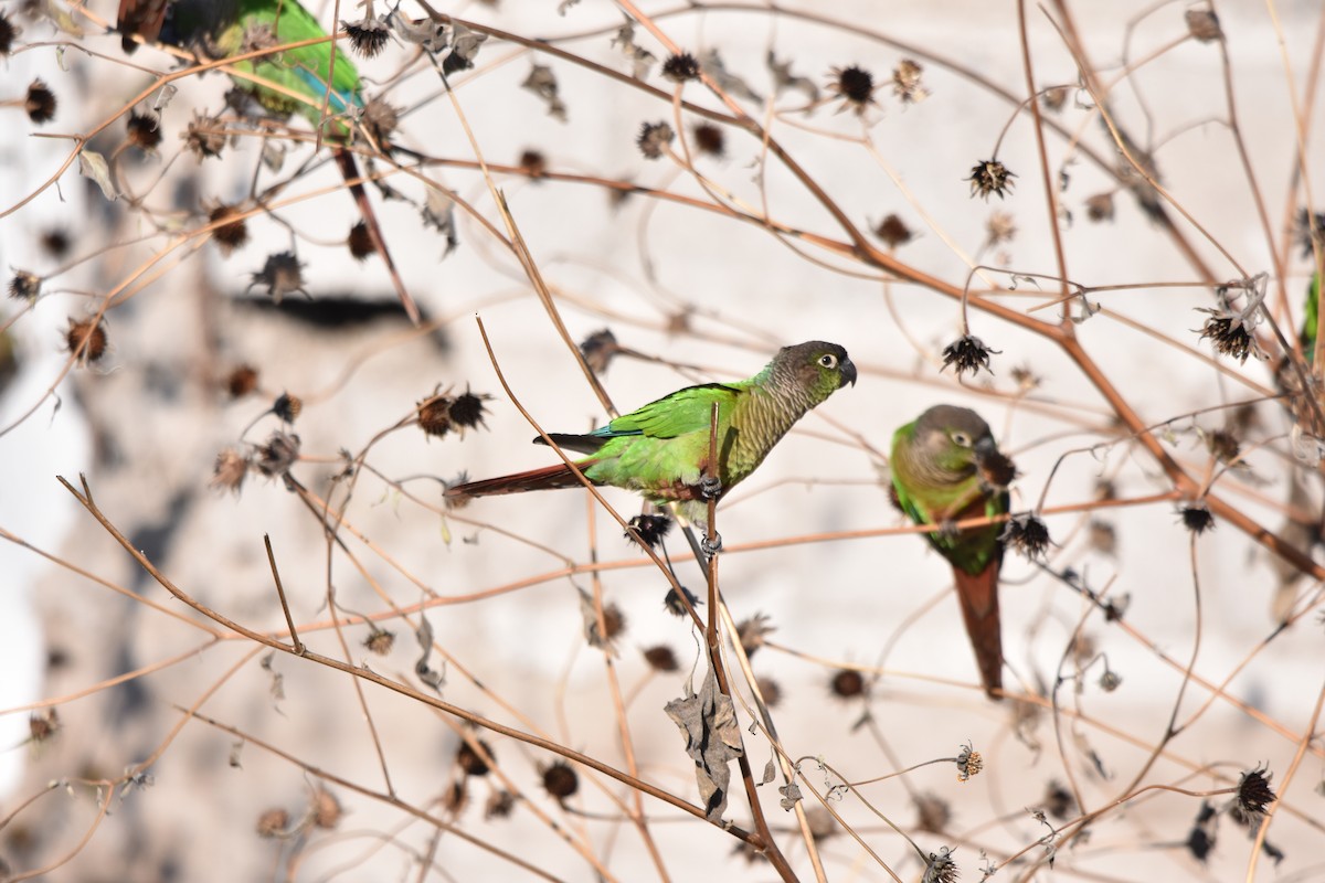 Green-cheeked Parakeet - Raul Marino stefanelli