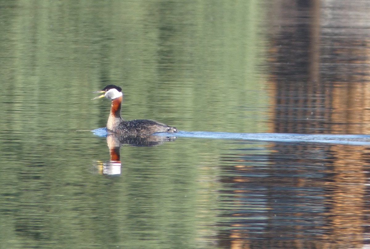 Red-necked Grebe - ML253305751