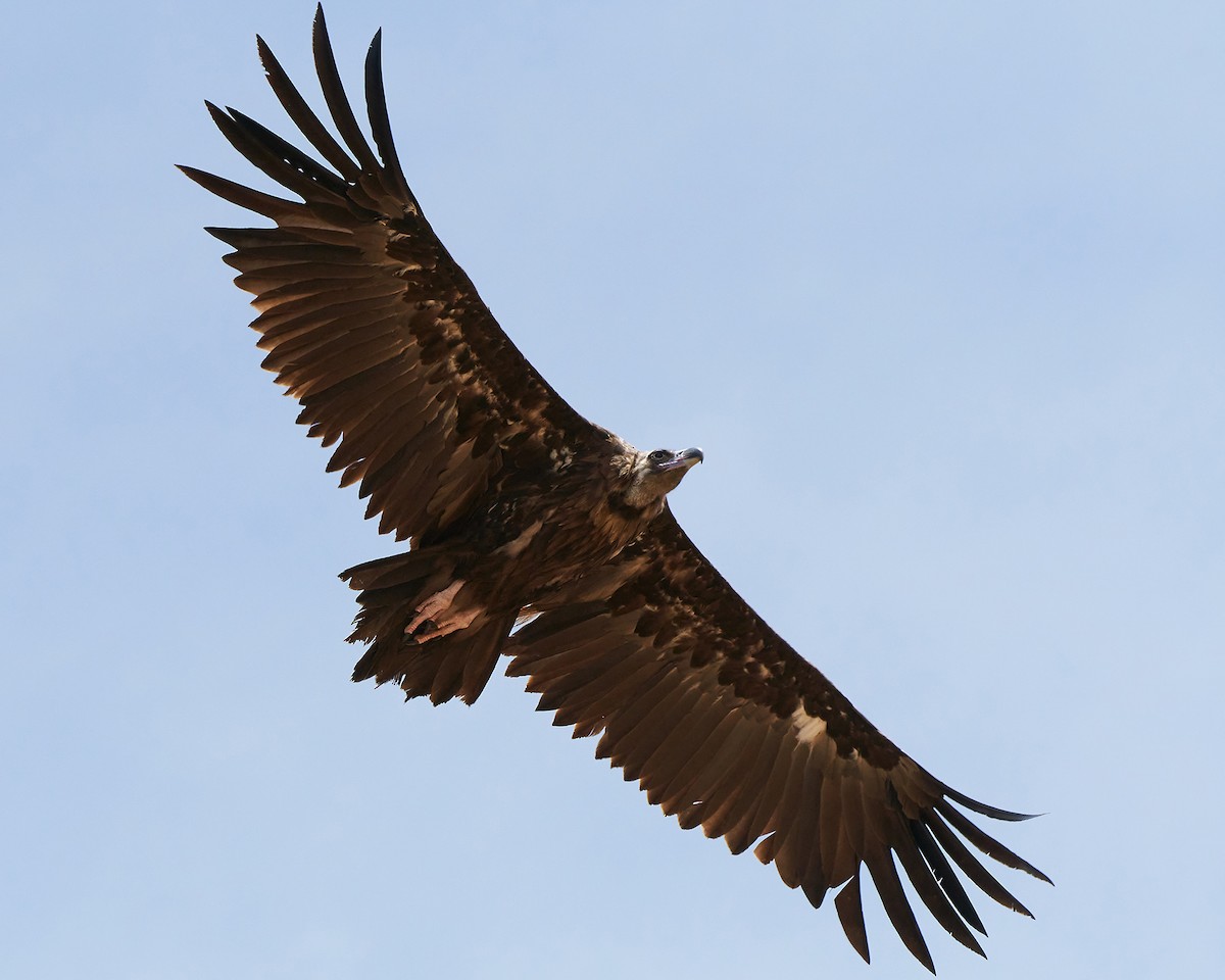 Cinereous Vulture - ML253305981