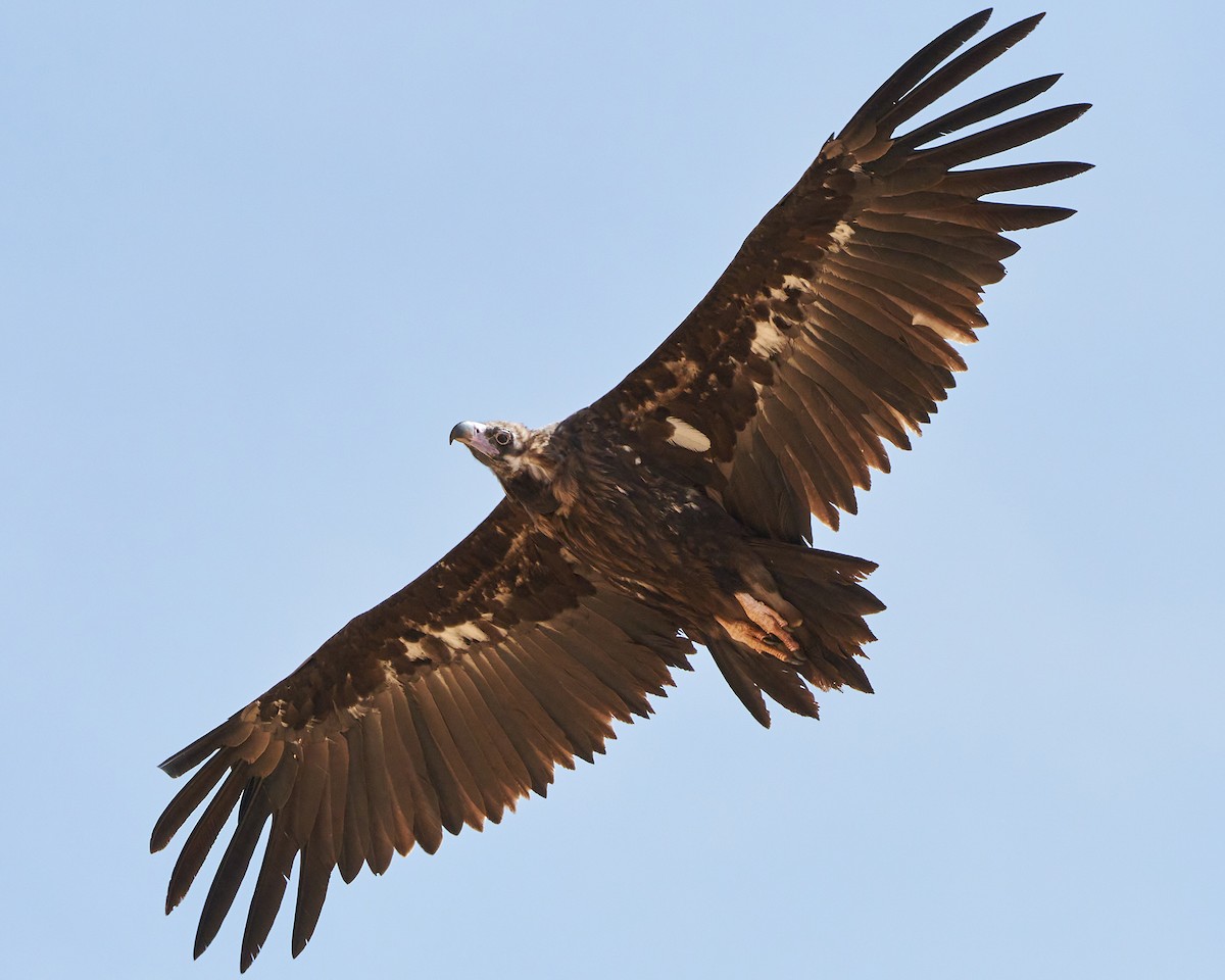 Cinereous Vulture - ML253306011