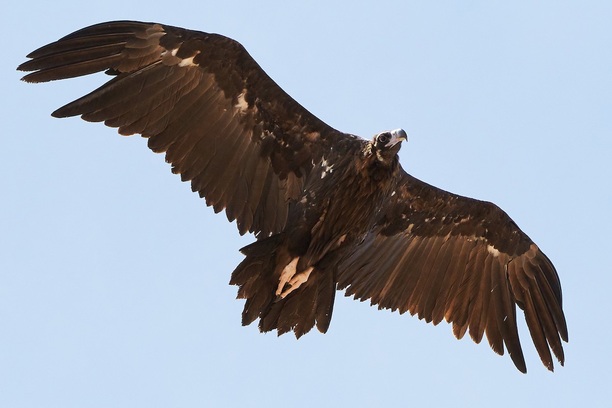 Cinereous Vulture - ML253306071