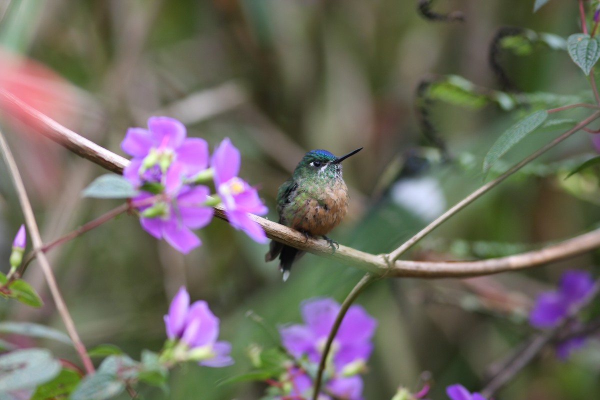 Long-tailed Sylph - ML253306741