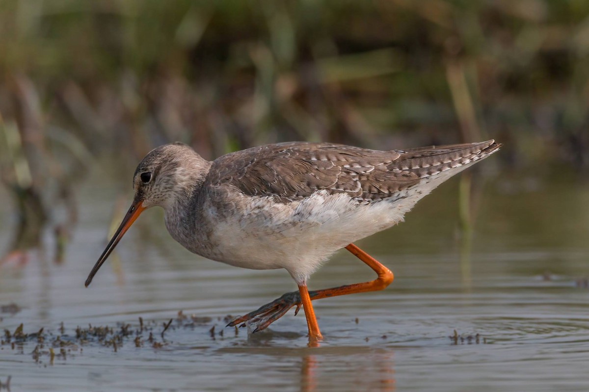 Spotted Redshank - ML25330701